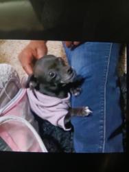 Lost Female Dog last seen Near North Rockford ave , Tulsa, OK 74106