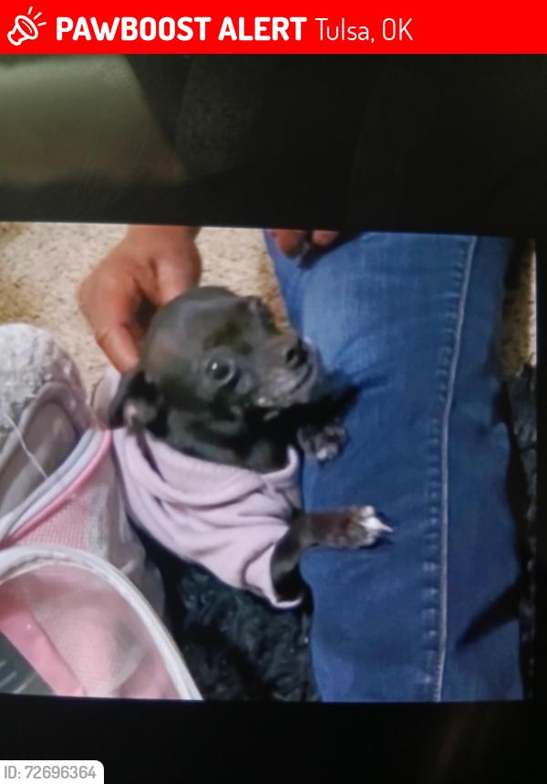 Lost Female Dog last seen Near North Rockford ave , Tulsa, OK 74106