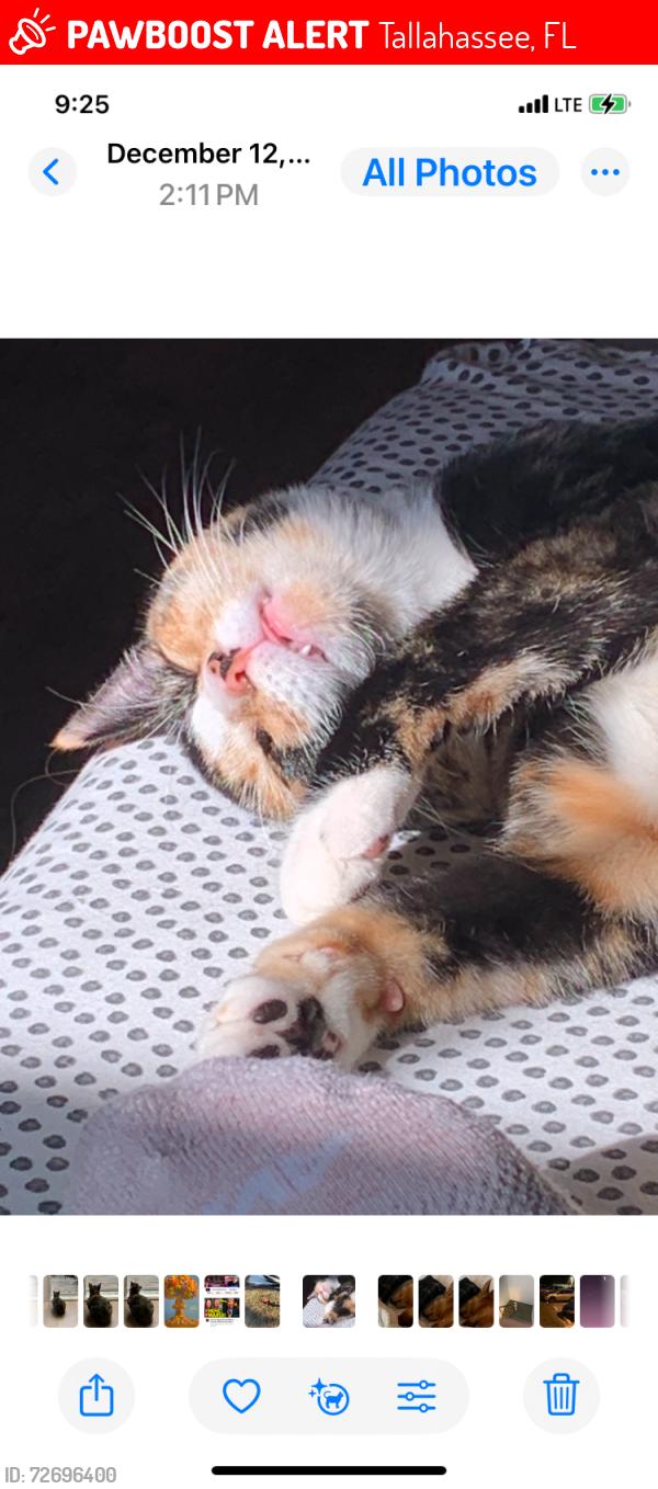 Lost Female Cat last seen Bradford and Meridian, Tallahassee, FL 32303