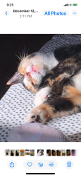 Lost Female Cat last seen Bradford and Meridian, Tallahassee, FL 32303