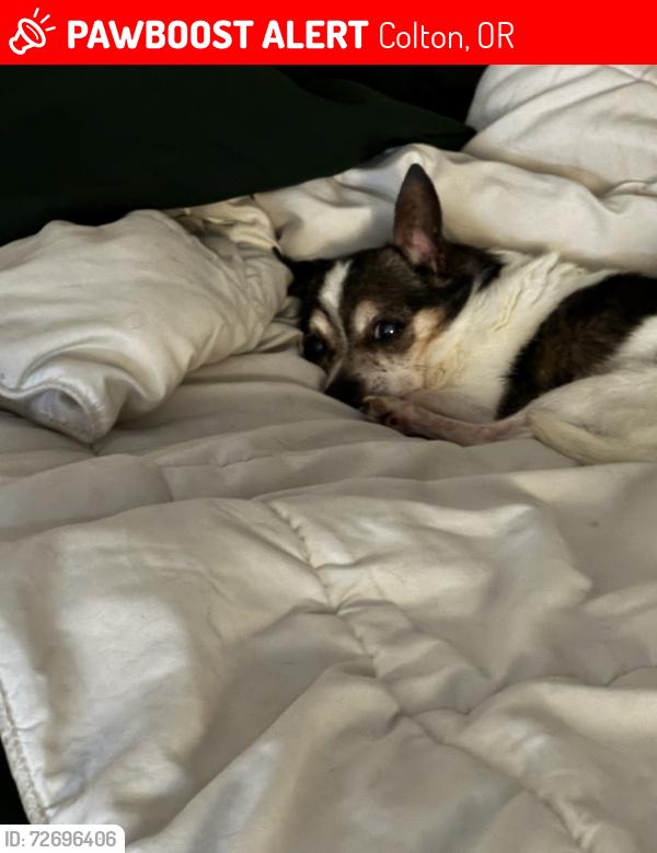 Lost Male Dog last seen Cross road of Wall Street and Green Mountain Road , Colton, OR 97017
