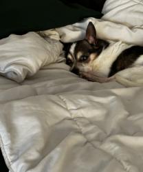 Lost Male Dog last seen Cross road of Wall Street and Green Mountain Road , Colton, OR 97017