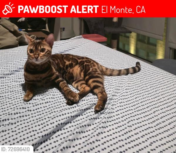 Lost Female Cat last seen Near peck rd, El Monte, CA 91732