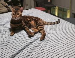 Lost Female Cat last seen Near peck rd, El Monte, CA 91732