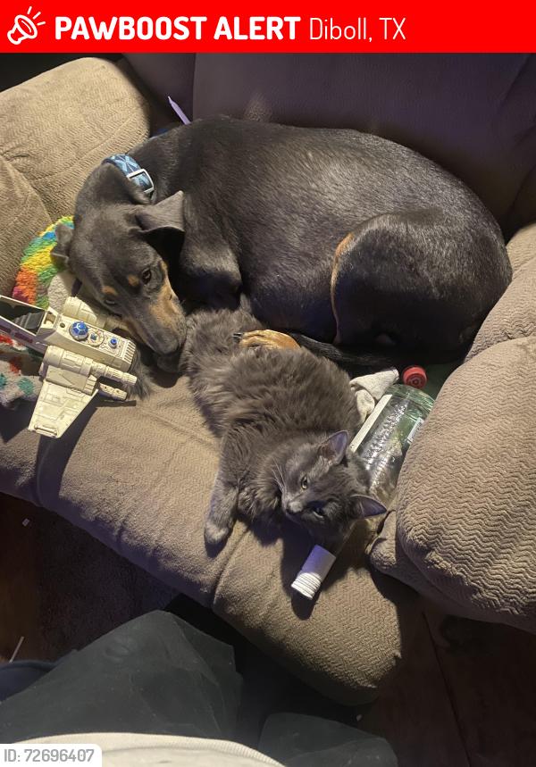 Lost Female Dog last seen The park , Diboll, TX 75941