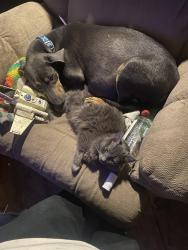 Lost Female Dog last seen The park , Diboll, TX 75941