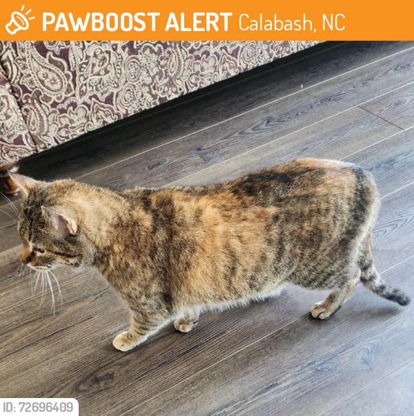 Found/Stray Female Cat last seen Calabash Rd and McLamb Road, Calabash, NC 28467