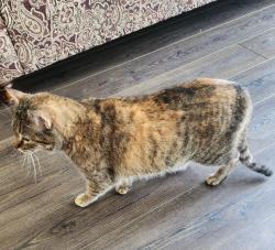 Found/Stray Female Cat last seen Calabash Rd and McLamb Road, Calabash, NC 28467