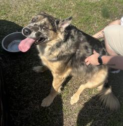 Lost Male Dog last seen Near Rogers Rd, Lexington, NC 27292, Lexington, NC 27292