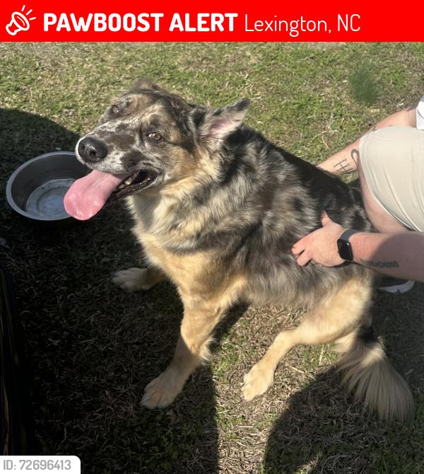 Lost Male Dog last seen Near Rogers Rd, Lexington, NC 27292, Lexington, NC 27292