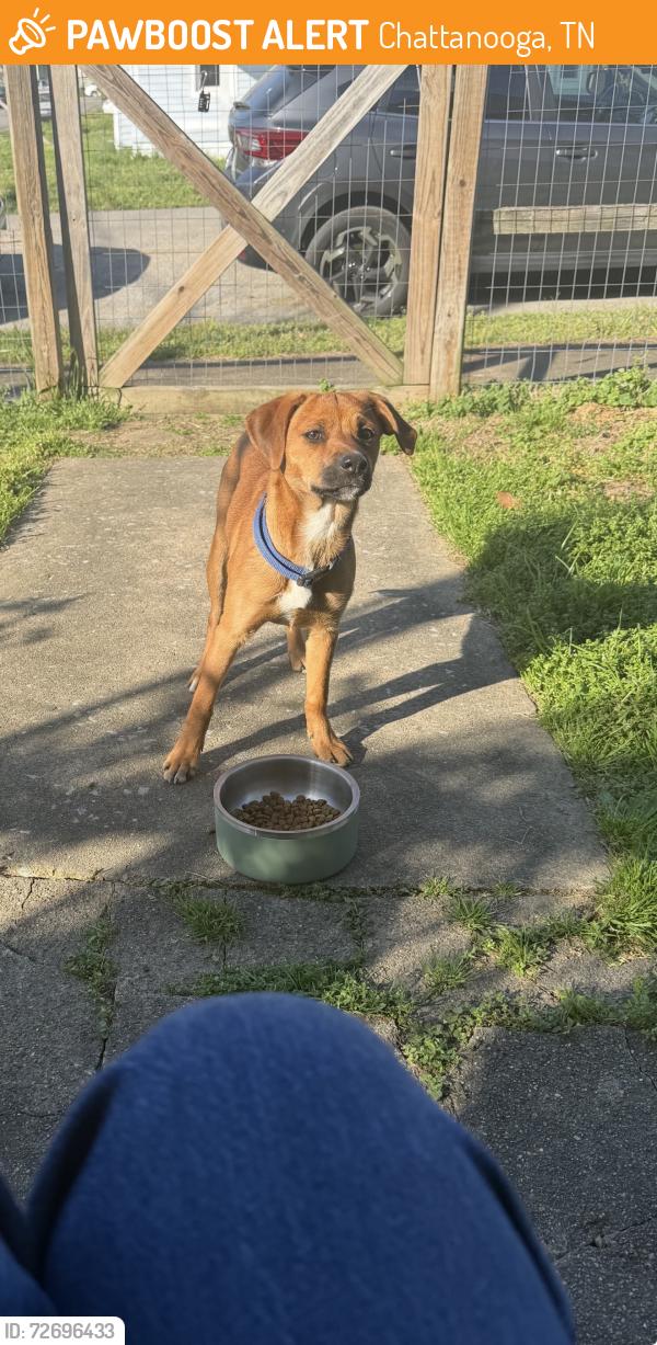 Found/Stray Unknown Dog last seen Corner of Buckley st and Kirby Ave , Chattanooga, TN 37404