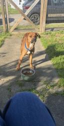 Found/Stray Unknown Dog last seen Corner of Buckley st and Kirby Ave , Chattanooga, TN 37404