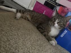 Found/Stray Male Cat last seen Pine crossing circle, Azalea Park, FL 32807