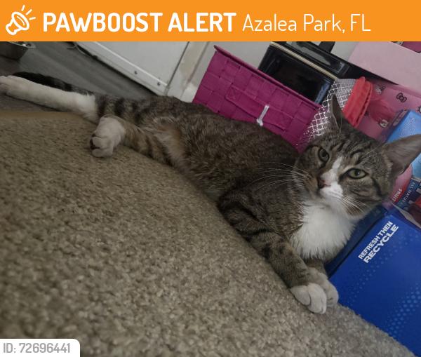 Found/Stray Male Cat last seen Pine crossing circle, Azalea Park, FL 32807
