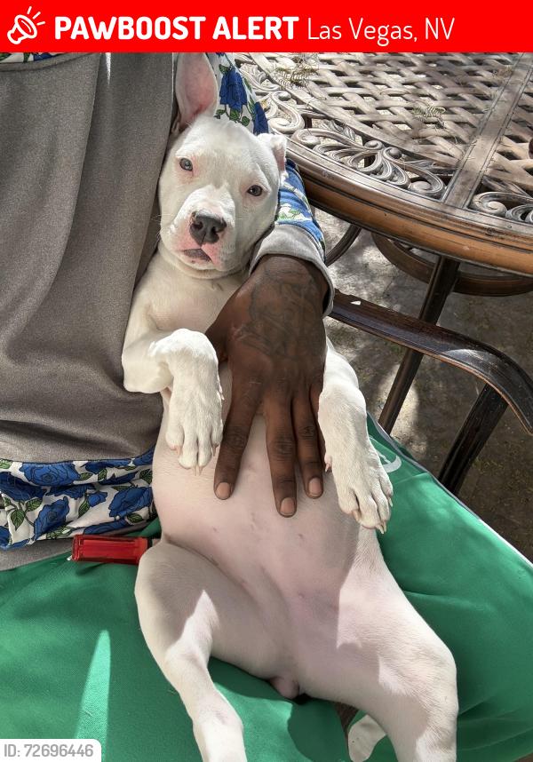 Lost Female Dog last seen Boulder highway and flamingo , Las Vegas, NV 89122