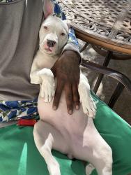 Lost Female Dog last seen Boulder highway and flamingo , Las Vegas, NV 89122