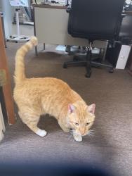Found/Stray Unknown Cat last seen Franklin Ave, Lynbrook, NY 11563