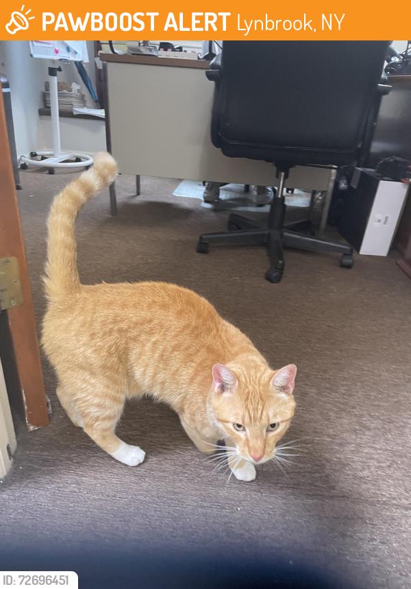 Found/Stray Unknown Cat last seen Franklin Ave, Lynbrook, NY 11563