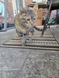 Found/Stray Female Cat last seen Between 59th and 44th street on Douglas blvd, Oklahoma City, OK 73150