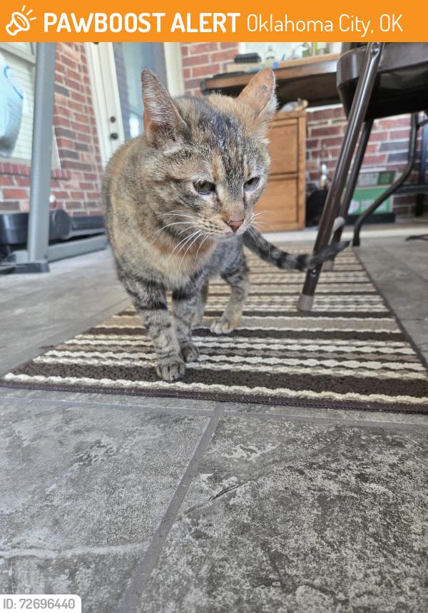 Found/Stray Female Cat last seen Between 59th and 44th street on Douglas blvd, Oklahoma City, OK 73150