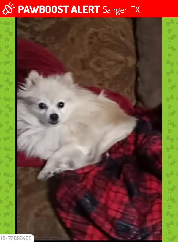 Lost Male Dog last seen Near south manor court and Keaton rd, Sanger, TX 76266