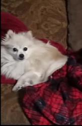 Lost Male Dog last seen Near south manor court and Keaton rd, Sanger, TX 76266
