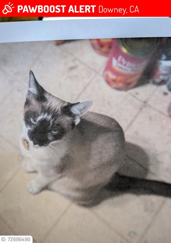 Lost Female Cat last seen Horton and Arnett in Downey , Downey, CA 90241