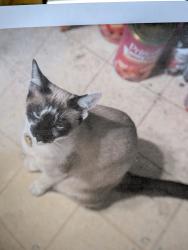 Lost Female Cat last seen Horton and Arnett in Downey , Downey, CA 90241