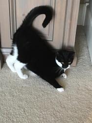 Lost Female Cat last seen 35th & Englewood, Yakima, WA 98902