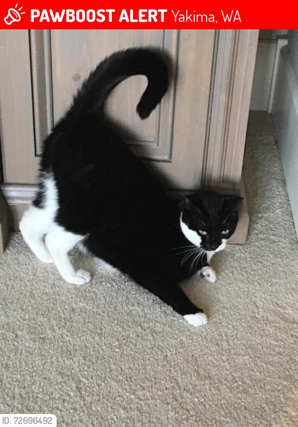 Lost Female Cat last seen 35th & Englewood, Yakima, WA 98902