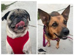 Lost Female Dog last seen Near camino polvoso , Santa Fe, NM 87507