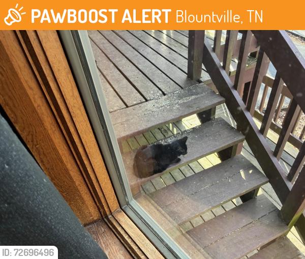 Found/Stray Unknown Cat last seen henry harr rd, Blountville, TN 37617