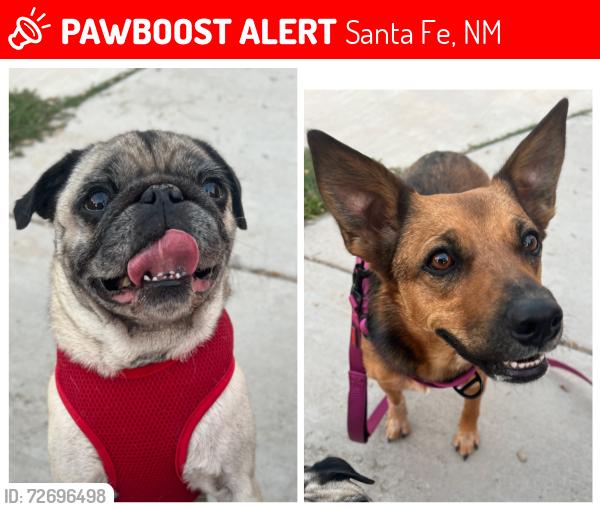Lost Female Dog last seen Near camino polvoso , Santa Fe, NM 87507