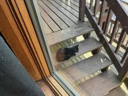 Found/Stray Unknown Cat last seen henry harr rd, Blountville, TN 37617