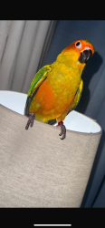 Lost Female Bird last seen Wyoming st , cumberland st, Allentown, PA 18103