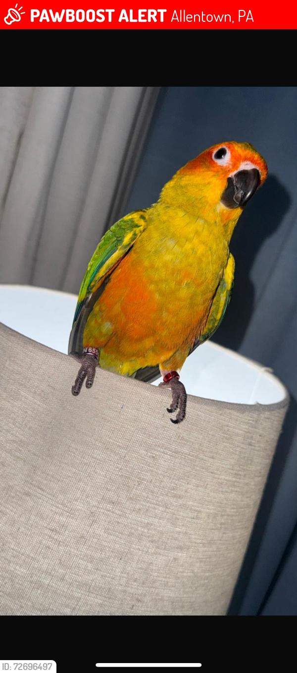 Lost Female Bird last seen Wyoming st , cumberland st, Allentown, PA 18103