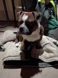 Lost Male Dog last seen Main wilson, Stockton, CA 95202