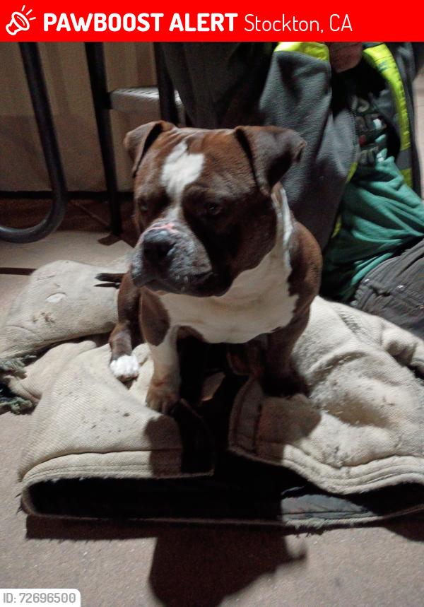 Lost Male Dog last seen Main wilson, Stockton, CA 95202