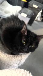 Lost Female Cat last seen Jessie Lea RV Park, Big Stone Gap, VA 24219