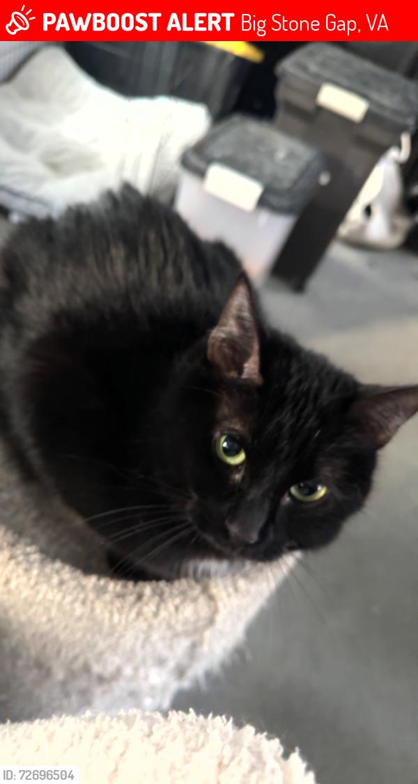 Lost Female Cat last seen Jessie Lea RV Park, Big Stone Gap, VA 24219
