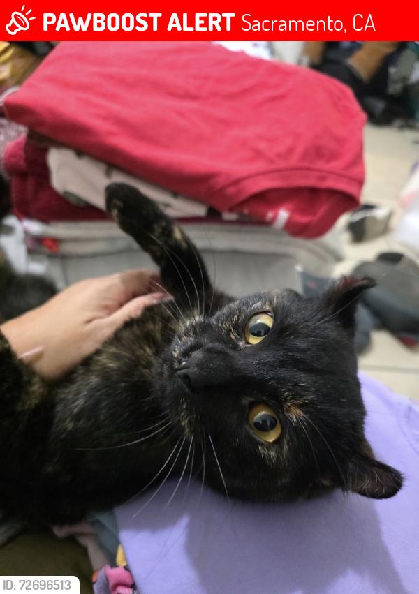 Lost Female Cat last seen Near , Sacramento, CA 95823