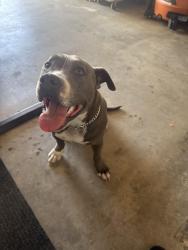 Found/Stray Unknown Dog last seen Otoe/Washoan Rd., Apple Valley, CA 92307
