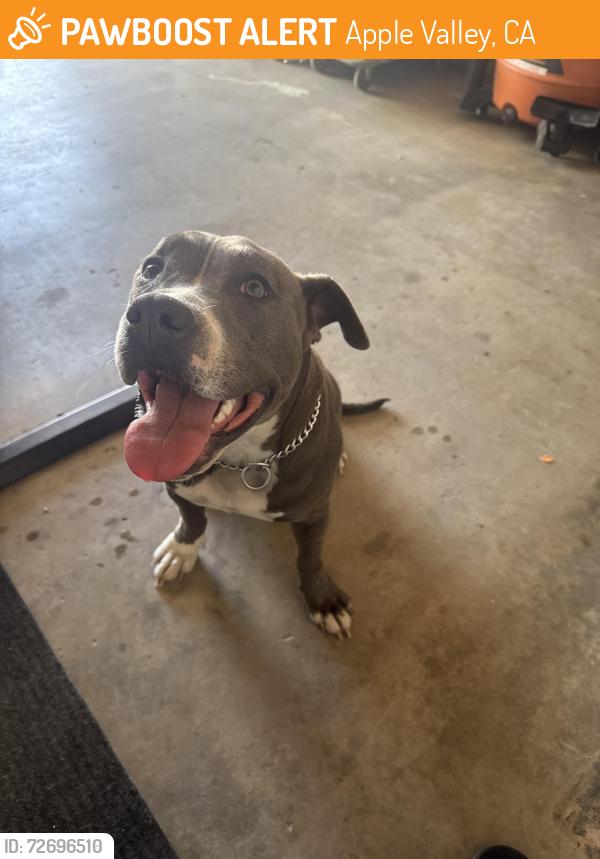 Found/Stray Unknown Dog last seen Otoe/Washoan Rd., Apple Valley, CA 92307