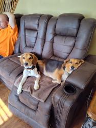 Lost Male Dog last seen 16the and Franklin, Indianapolis, IN 46219