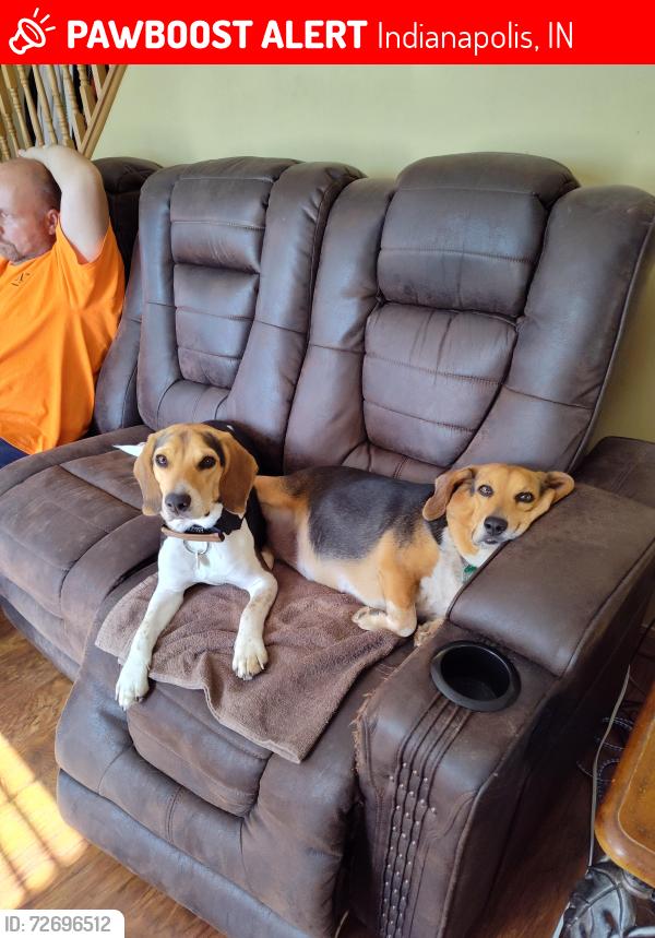 Lost Male Dog last seen 16the and Franklin, Indianapolis, IN 46219