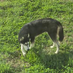 Found/Stray Female Dog last seen Guy James Road, Murfreesboro, TN 37130