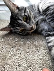 Lost Female Cat last seen Hawkwood Road and Barbi Lane, Diamond Bar, CA 91765