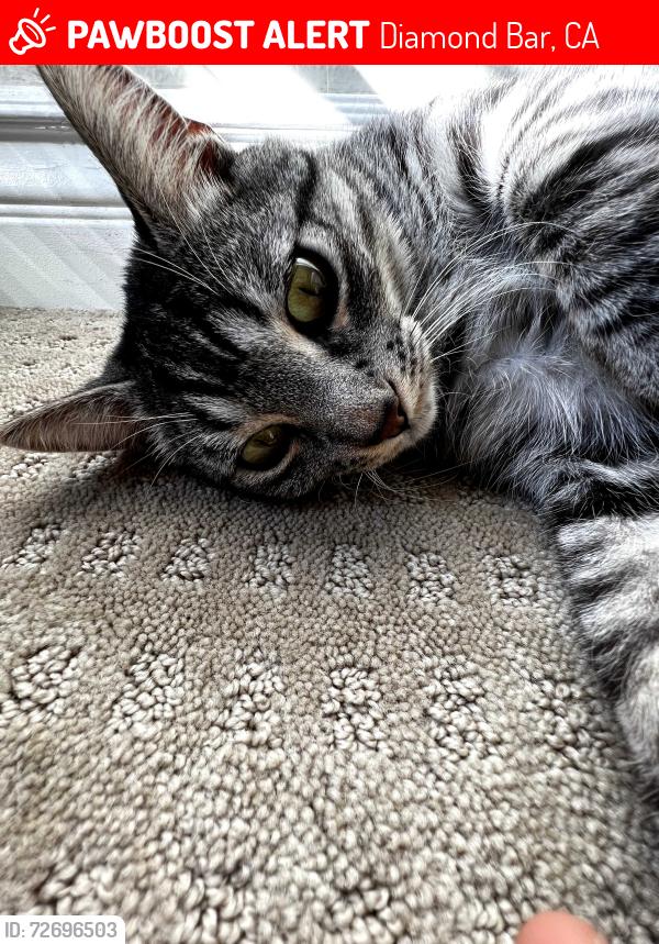 Lost Female Cat last seen Hawkwood Road and Barbi Lane, Diamond Bar, CA 91765