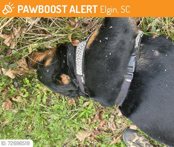 Found/Stray Unknown Dog last seen near the intersection of Old Kelly Mill Road and Kelly Mill Road, Elgin, SC 29045