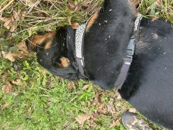 Found/Stray Unknown Dog last seen near the intersection of Old Kelly Mill Road and Kelly Mill Road, Elgin, SC 29045